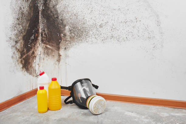 Best Kitchen Mold Remediation in Centralia, WA