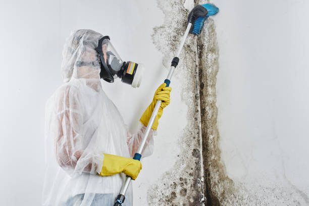 Best Black Mold Remediation in Centralia, WA