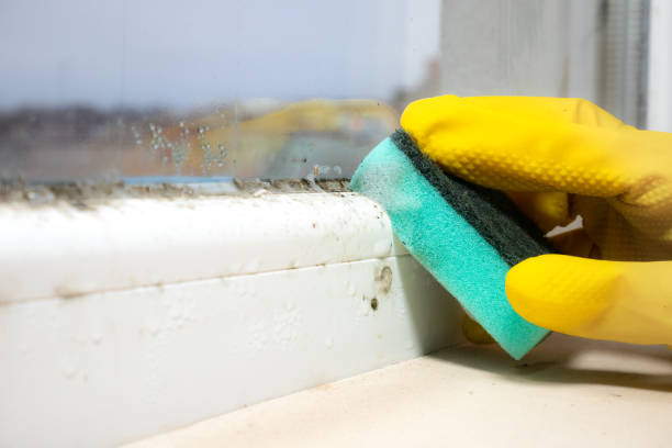 Best DIY Mold Remediation Support Services in Centralia, WA