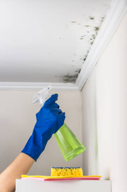 Best Health and Safety Mold Remediation in Centralia, WA